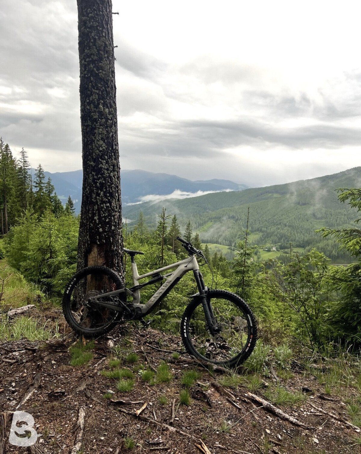 Canyon Torque:ON 8.0 2021