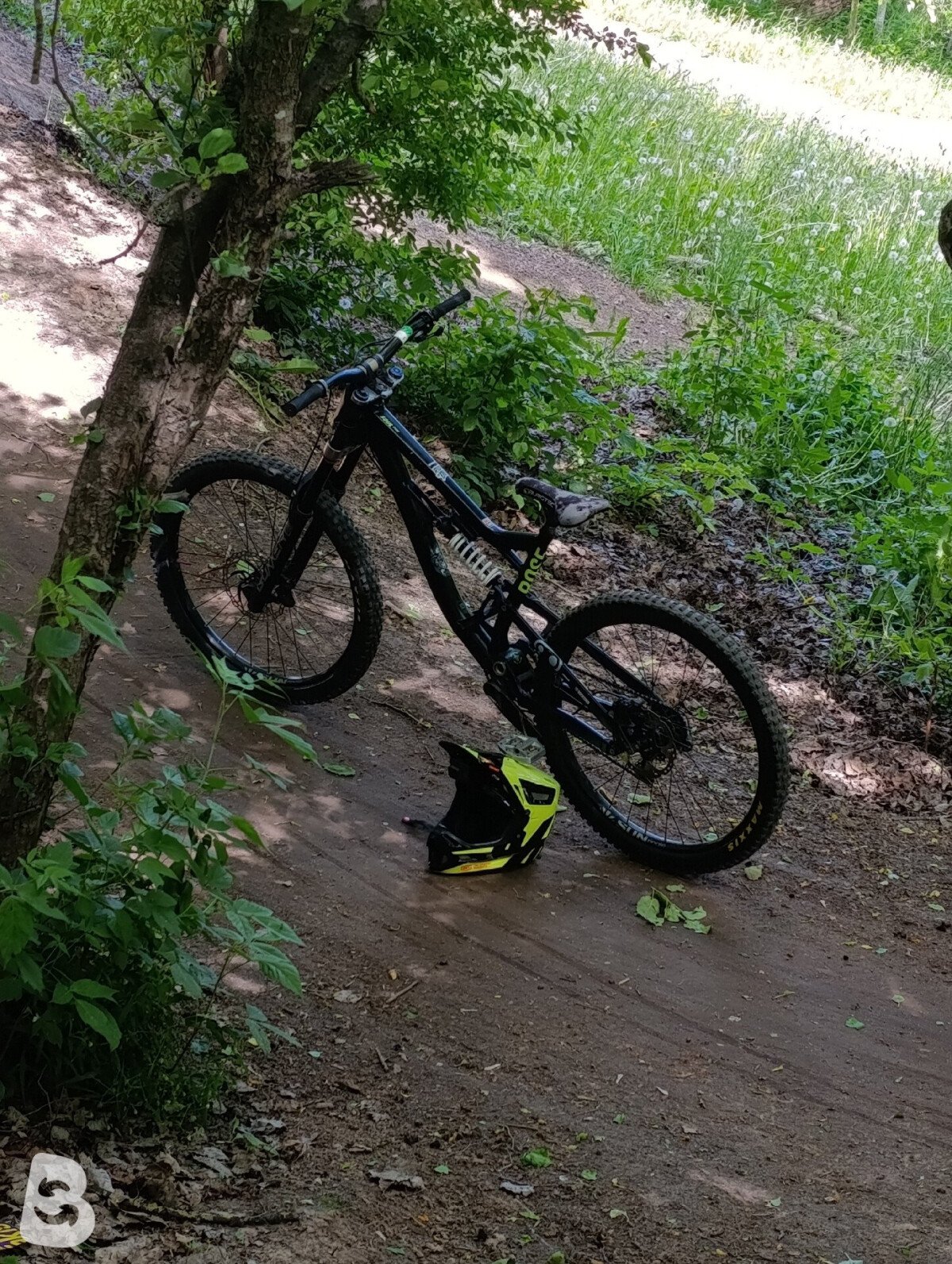 Rose SOUL FIRE DH 2023